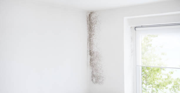 Mold Remediation for Rental Properties in Gray Summit, MO